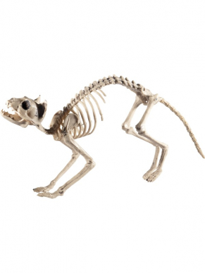 Creëer de Engelse horrorsfeer met deze Katten Skeleton Prop.
60x12x25cm.