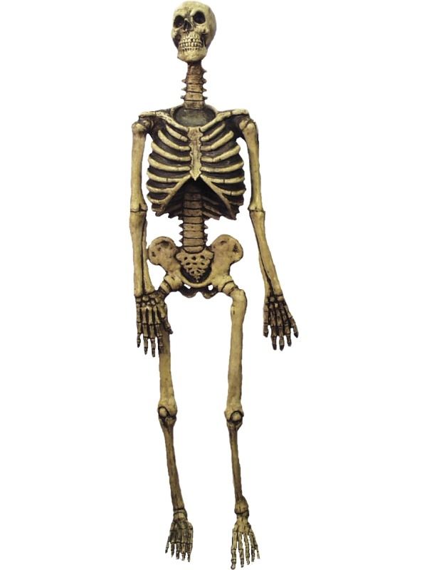 rollen Grote waanidee besteden 150cm Groot Skelet Halloween Decoratie Versiering