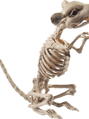 Ter decoratie op jouw Halloween/Horror feest deze Ratten Skelet. Met deze decoratie creeér je een griezelige sfeer.
9x28x33cm.