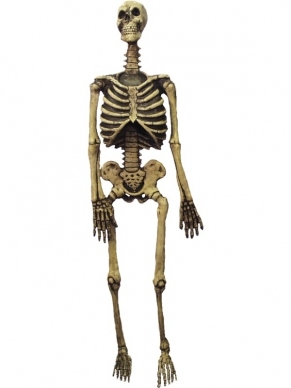 150cm Groot Skelet Halloween Decoratie Versiering - Net echt!