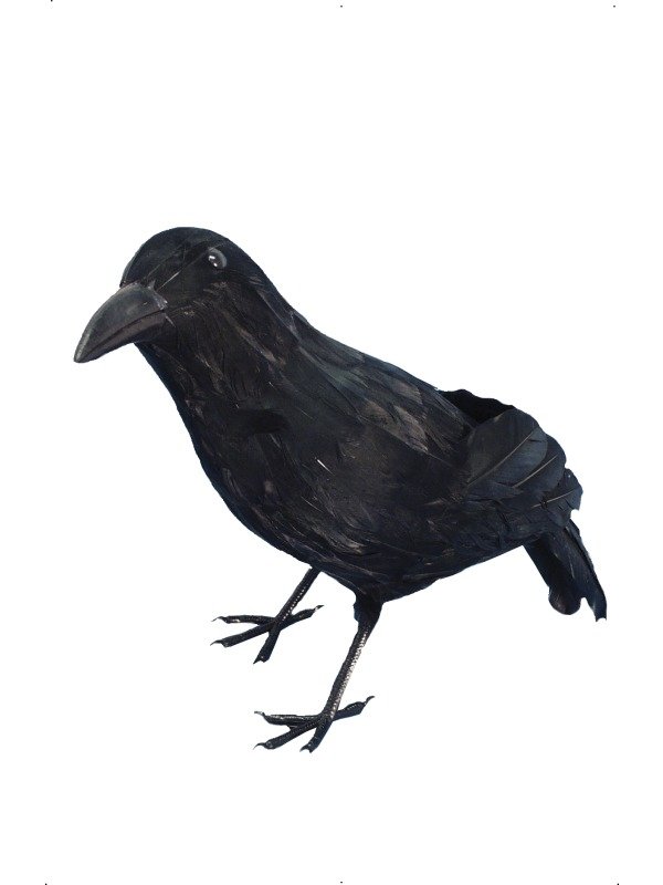 Zwarte Kraai - de kraai is 33 cm groot en heeft echte veren. Leuk voor Halloween of een themafeest!